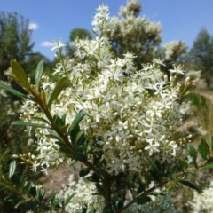 Bursaria spinosa (Native Blackthorn, Sweet Bursaria) at Sth Tablelands Ecosystem Park - 7 Jan 2015 by JanetRussell