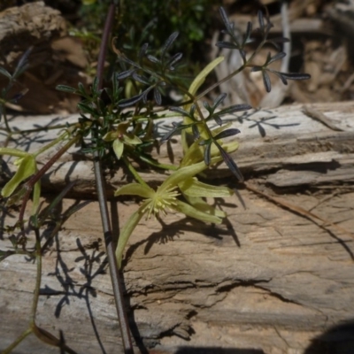 Clematis leptophylla (Small-leaf Clematis, Old Man's Beard) at Molonglo Valley, ACT - 18 Sep 2014 by JanetRussell