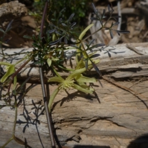 Clematis leptophylla at Molonglo Valley, ACT - 18 Sep 2014