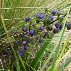 Dianella tasmanica (Tasman Flax Lily) at Sth Tablelands Ecosystem Park - 10 Dec 2014 by JanetRussell