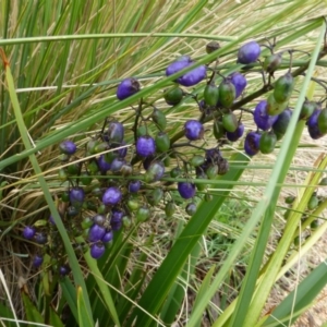 Dianella tasmanica at Molonglo Valley, ACT - 11 Dec 2014