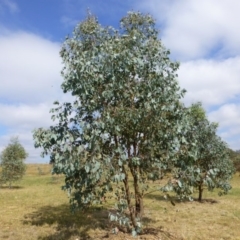 Eucalyptus albens (White Box) at Molonglo Valley, ACT - 9 Mar 2015 by JanetRussell