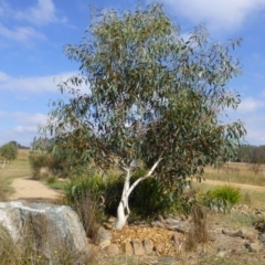 Eucalyptus pauciflora subsp. pauciflora (White Sally, Snow Gum) at Molonglo Valley, ACT - 9 Mar 2015 by JanetRussell