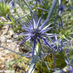 Eryngium ovinum at Molonglo Valley, ACT - 20 Nov 2014 08:30 AM