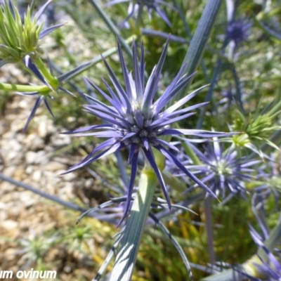 Eryngium ovinum (Blue Devil) at Molonglo Valley, ACT - 20 Nov 2014 by JanetRussell