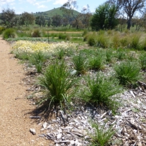 Eryngium ovinum at Molonglo Valley, ACT - 20 Nov 2014 08:30 AM