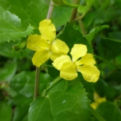 Goodenia ovata (Hop Goodenia) at Molonglo Valley, ACT - 11 Dec 2014 by JanetRussell