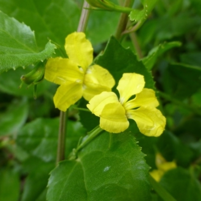 Goodenia ovata (Hop Goodenia) at Molonglo Valley, ACT - 10 Dec 2014 by JanetRussell