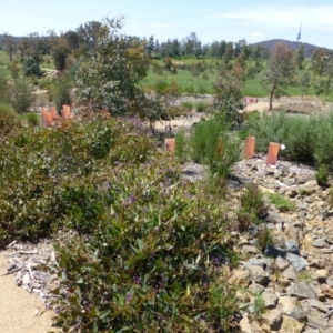 Hardenbergia violacea at Molonglo Valley, ACT - 12 Oct 2014