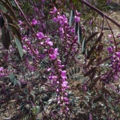 Indigofera australis subsp. australis (Australian Indigo) at Sth Tablelands Ecosystem Park - 18 Sep 2014 by JanetRussell