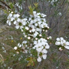 Leptospermum continentale (Prickly Teatree) at Molonglo Valley, ACT - 27 Nov 2014 by JanetRussell