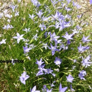 Wahlenbergia stricta subsp. stricta at Molonglo Valley, ACT - 20 Nov 2014