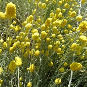 Calocephalus citreus at Molonglo Valley, ACT - 8 Jan 2015