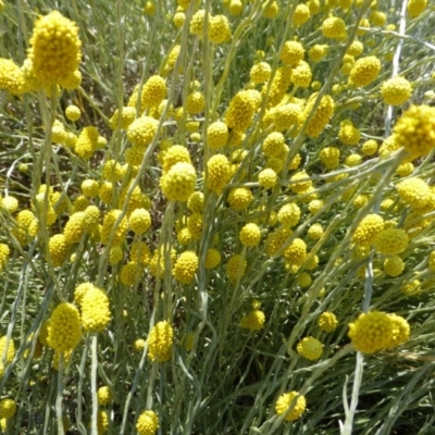 Calocephalus citreus (Lemon Beauty Heads) at Molonglo Valley, ACT - 8 Jan 2015 by JanetRussell