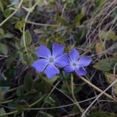 Vinca major (Blue Periwinkle) at Paddys River, ACT - 27 Jun 2015 by michaelb