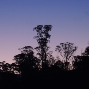 Eucalyptus viminalis at Tennent, ACT - 27 Jun 2015