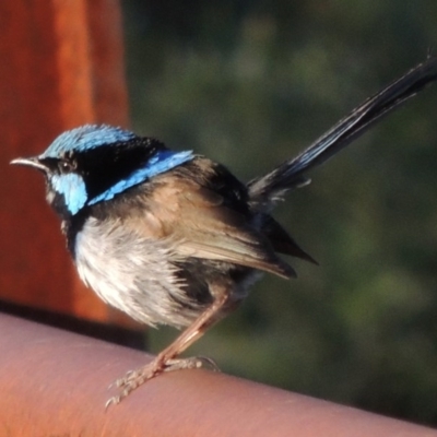 Malurus cyaneus (Superb Fairywren) at Paddys River, ACT - 25 Jan 2015 by michaelb