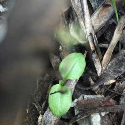 Pterostylis nutans (Nodding Greenhood) at Namadgi National Park - 28 Jun 2015 by AaronClausen