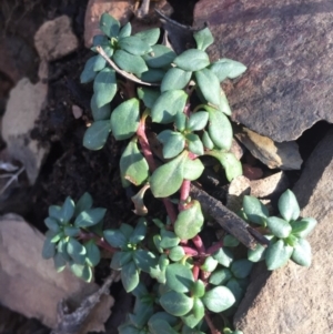 Poranthera microphylla at Cotter River, ACT - 28 Jun 2015