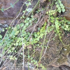 Asplenium flabellifolium (Necklace Fern) at Cotter River, ACT - 28 Jun 2015 by AaronClausen