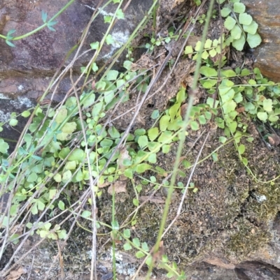 Asplenium flabellifolium (Necklace Fern) at Namadgi National Park - 28 Jun 2015 by AaronClausen