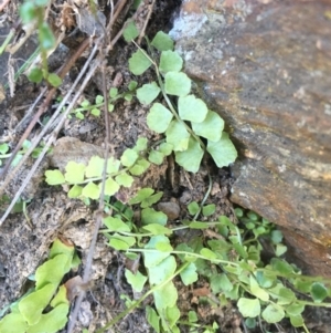 Asplenium flabellifolium at Cotter River, ACT - 28 Jun 2015 12:38 PM