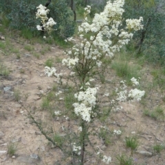 Bursaria spinosa (Native Blackthorn, Sweet Bursaria) at Tennent, ACT - 5 Dec 2007 by Maliyan