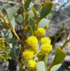 Acacia cultriformis (Knife Leaf Wattle) at Acton, ACT - 23 Sep 2007 by Maliyan