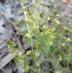 Galium gaudichaudii subsp. gaudichaudii (Rough Bedstraw) at Paddys River, ACT - 10 Oct 2008 by Maliyan