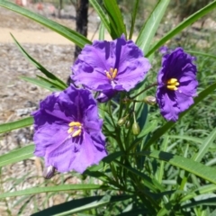 Solanum linearifolium (Kangaroo Apple) at Molonglo Valley, ACT - 14 Jan 2015 by JanetRussell