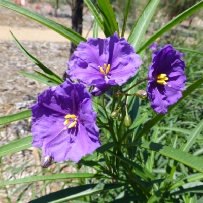 Solanum linearifolium (Kangaroo Apple) at Molonglo Valley, ACT - 15 Jan 2015 by JanetRussell