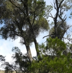 Amyema cambagei (Sheoak Mistletoe) at Bonython, ACT - 24 Jan 2008 by Maliyan