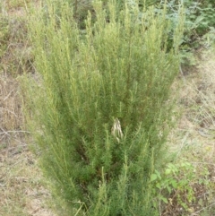 Bertya rosmarinifolia (Rosemary Bertya) at Pine Island to Point Hut - 1 Feb 2008 by Maliyan