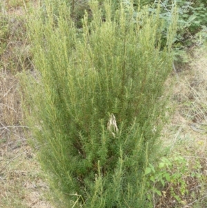 Bertya rosmarinifolia at Greenway, ACT - 1 Feb 2008 10:51 AM