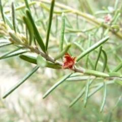 Bertya rosmarinifolia (Rosemary Bertya) at Greenway, ACT - 31 Jan 2008 by LukeJ