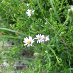 Vittadinia cuneata var. cuneata (Fuzzy New Holland Daisy) at Tennent, ACT - 4 Dec 2007 by LukeJ