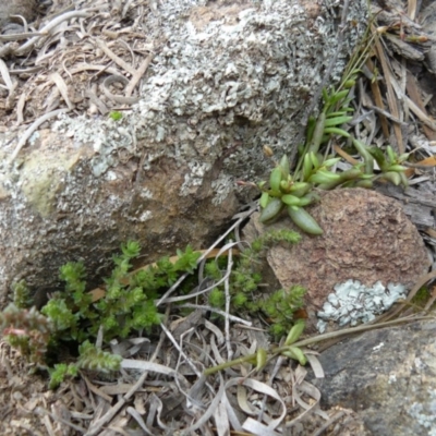 Calandrinia eremaea (Small Purslane) at Tennent, ACT - 5 Dec 2007 by Maliyan