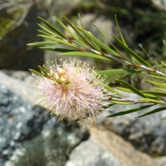 Callistemon sieberi (River Bottlebrush) at Tennent, ACT - 4 Dec 2007 by LukeJ