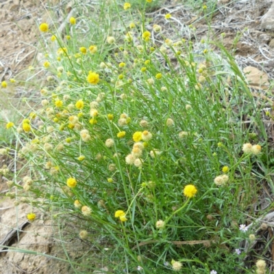 Calotis lappulacea (Yellow Burr Daisy) at Tennent, ACT - 5 Dec 2007 by Maliyan