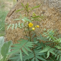 Senna aciphylla (Sprawling Cassia) at Greenway, ACT - 1 Feb 2008 by Maliyan