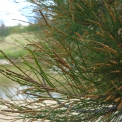 Casuarina cunninghamiana subsp. cunninghamiana (River She-Oak, River Oak) at Greenway, ACT - 1 Feb 2008 by Maliyan