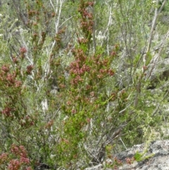 Calytrix tetragona (Common Fringe-myrtle) at Tennent, ACT - 5 Dec 2007 by Maliyan