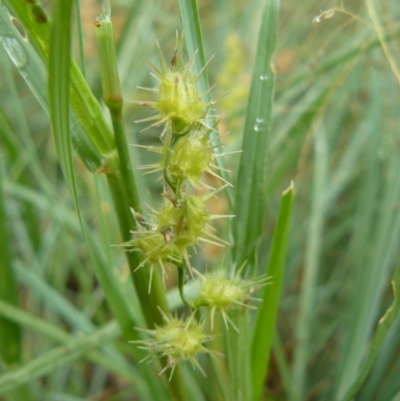 Cenchrus longispinus (Spiny Burrgrass, Spiny Burrgrass) at Greenway, ACT - 4 Feb 2008 by Maliyan