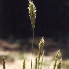 Enneapogon nigricans (Nine-awn Grass, Bottlewashers) at Theodore, ACT - 23 Jan 2007 by MichaelBedingfield
