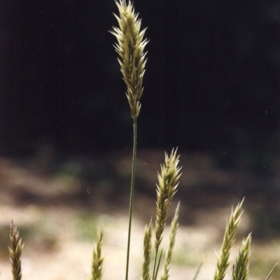 Enneapogon nigricans (Nine-awn Grass, Bottlewashers) at Tuggeranong Hill - 22 Jan 2007 by michaelb