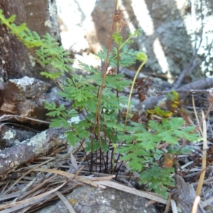 Cheilanthes austrotenuifolia at Tennent, ACT - 4 Dec 2007