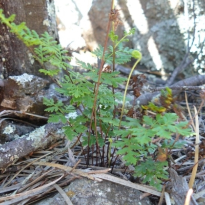 Cheilanthes austrotenuifolia (Rock Fern) at Tennent, ACT - 4 Dec 2007 by Maliyan