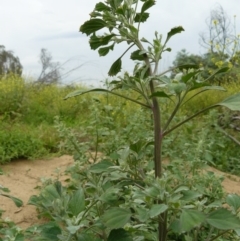 Chenopodium album (Fat Hen) at Tennent, ACT - 7 Dec 2007 by Maliyan