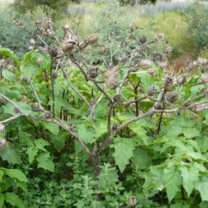 Datura stramonium at Tharwa, ACT - 13 Dec 2007 11:34 AM