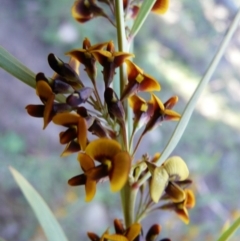 Daviesia mimosoides (Bitter Pea) at Paddys River, ACT - 9 Oct 2008 by LukeJ